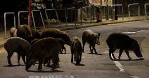 Wild boars traipse around Europe