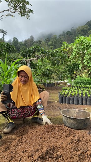 Ilmu dari si mbah ni cara mepolibag kopi, si mbah lagi ga enak badan jadi serak suaranya😁 #robusta #kopi #fyppppppppppppppppppppppp #wonggunung #creatorsearchinsights