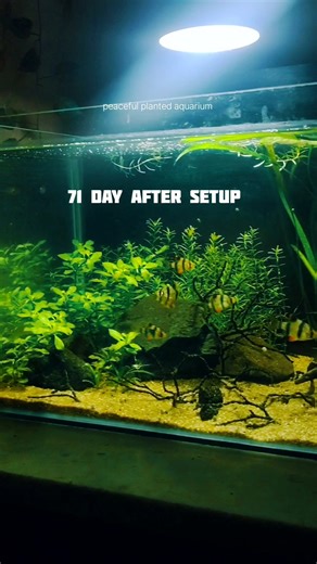 my planted aquarium after 71 days from setup #aquarium #feeds