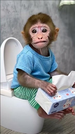 Baby Monkey Caught on Toilet!