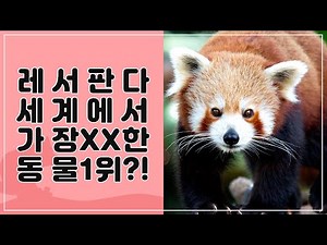 [ZOO뗌므] 세젤귀 레서판다에 대한 모든 것! 사육사와 함께하는 레서판다 애니멀톡💘