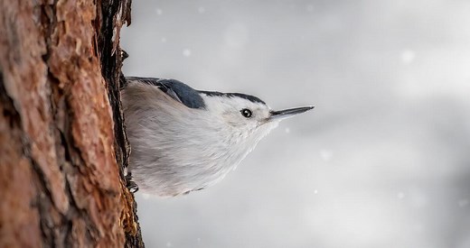 White-breasted Nuthatch Identification, All About Birds, Cornell Lab of Ornithology