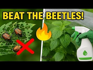How to Get Rid of Japanese Beetles FAST | Proven Methods for Garden & Lawn Protection