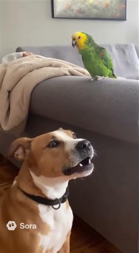 Dog vs. Parrot: Bark Battle!