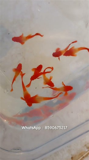 red ear koi Guppies arrived 🫣