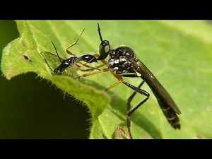 Robber fly with prey. Raubfliege mit Beute