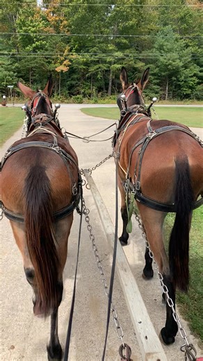 23K views · 658 reactions | Training mules | Paul V Smith | Facebook