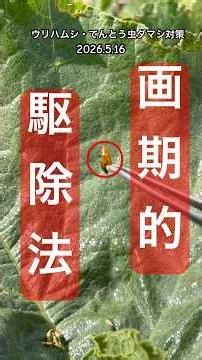 【画期的な害虫対策（駆除方法）】 #害虫駆除