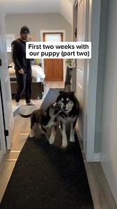 144K views · 7.4K reactions | These last two weeks with our puppy has been pure bliss #Puppy #Husky #CuteDogs | Levi the Husky Rescue | Facebook