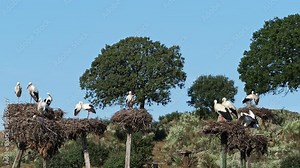 White storks, Ciconia ciconia, mating in the nest. Wild animals copulating at Los Barruecos Natural Monument, Malpartida de Caceres, Extremadura, Spain.