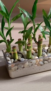 337K views · 7.3K reactions | como plantar varios bambu da sorte em vaso de acrilico #sucesso | Mundo das plantas | Facebook