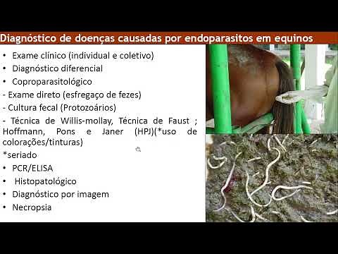 Aula Parasitologia | Doenças causadas por endoparasitos em equinos.
