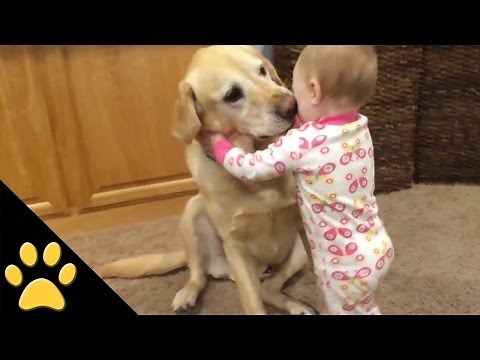 Perros Lindos Y Adorables Bebés: Compilación