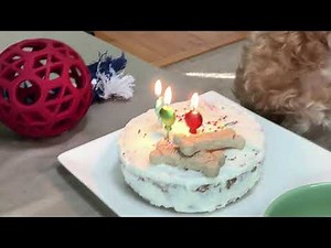 I made a Birthday cake for my dog / Pup cake with meat / Chana's Creations