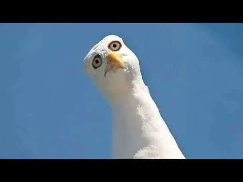 The FUNNIEST Animals Around the World! 😂 NEW Funny Animal Videos 2026