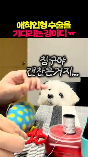 애착인형 수술을 기다리는 강아디 ㅠㅠ