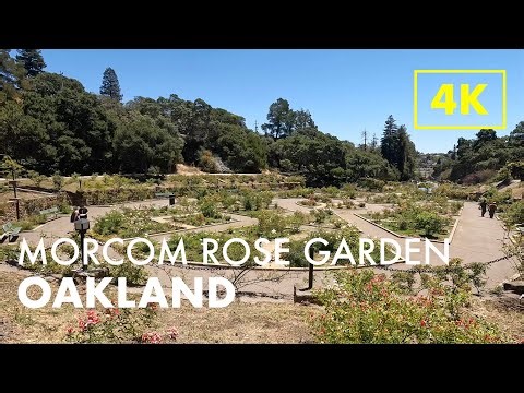 OAKLAND, CALIFORNIA | Morcom Rose Garden | 4K Walk
