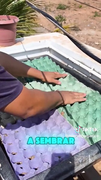 Cómo Sembrar Hortalizas en Casa de Forma Creativa