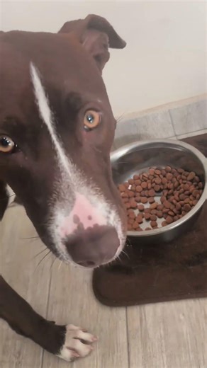 PAPAZINHO DAS MADAMES