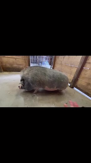 I like to think this is the song piggies sing in their head while I’m working #hoofinitpnw #mohrmethod #flipped #upsidedown #minipigsofwa