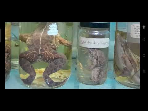 Amphibia Museum Species Identification, Scientific Name and Common Name