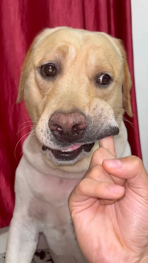 129K views · 4.2K reactions | My dog middle finger reaction 藍 #sourshy #reels #dog #labrador #doglover #cutedog #dogreels #dogslife #dogvideos #animals #pets #cat #happiness #funnyanimals #funnydog #funnyshorts #joy #love #memes #meme | SourShy | Facebook