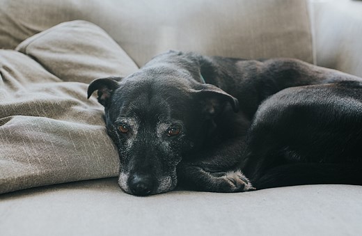11 signs of dog dementia and what to do if you spot them