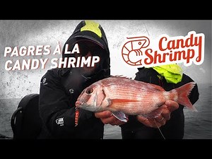 Fiiish - Pagres à la Candy Shrimp