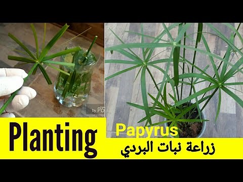 Planting papyrus plant /زراعة نبات البردي