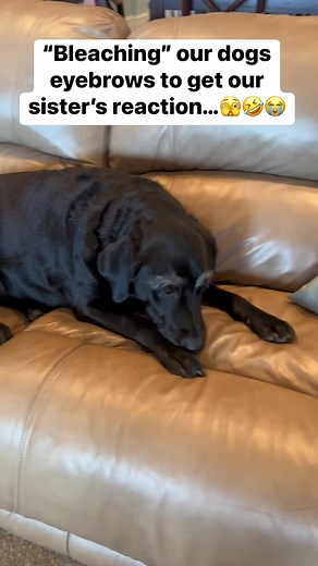 152K views · 5.1K reactions | poorrrrr Mally….﫣藍 #explore #reels #viral #trend #dog #prank #siblings #reaction #lab #cute #funny #blacklab | The Band McMillan | Facebook