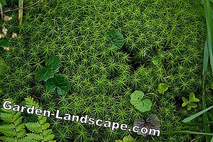 Prática de jardim: Star Musgo, Sagina Subulata - Cuidados | 2025