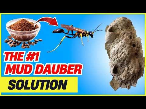 One Simple Trick to Stop Mud Daubers Forever