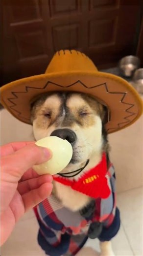 苦根桀骜不驯的进食方式