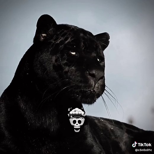 Exploring the Mysteries of Black Jaguars in the Jungle