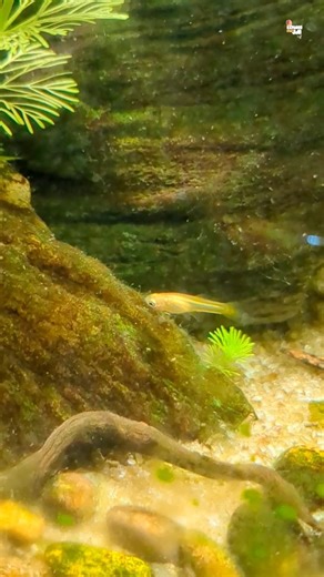 Fish baby's 30 day's growth baby's turn into healthy fish #beautiful #aquarium #fish #colors #baby 🐠