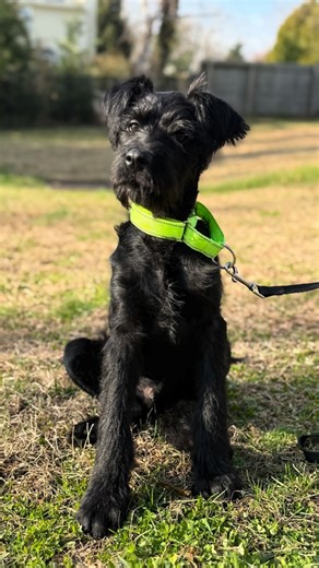 Iggy on Instagram: "Meet Muffin! 🧁💙 This 4-month-old, 17-pound terrier mix is the definition of a happy puppy. He arrived on Saturday and is already settling in beautifully. Muffin LOVES people, has made fast doggy friends, and had the cutest puppy romp with BDRP’s Charlie. He’s playful, bouncy, and affectionate—the perfect mix of energy and snuggles. He plays hard, sleeps hard, and always wakes up ready for more fun. Muffin is great with other dogs and adores kids. He’s still learning puppy m
