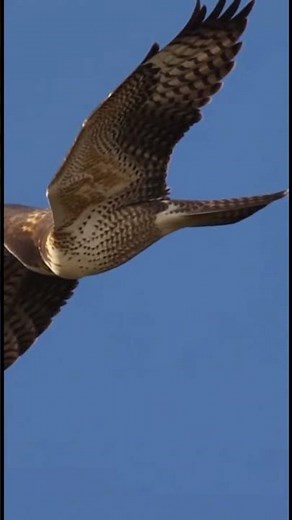 Raptors in Motion: High-Speed Falcon and Hawk Flight