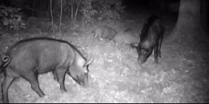 Professional trapper discusses East Texas’ feral hog problem