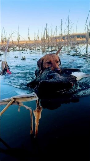 Puppy’s FIRST Specklebelly Goose!🔥 #hunt #hunting #duckhunting #goosehunting #retriever #lab #goose