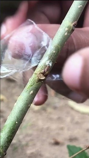 Easy Bud Grafting for Fast Growing Mulberry Trees EP238 #nature #grafting #plantgrafting