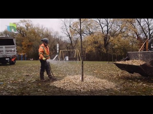 How Kitchener is scaling up its urban canopy cover | Green Municipal Fund