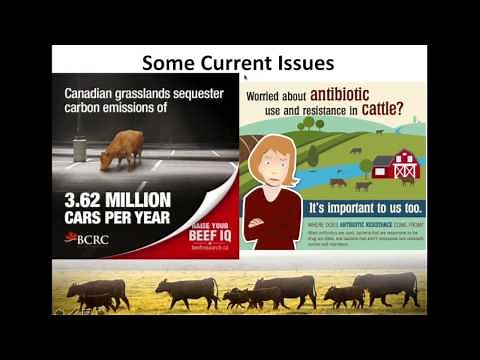 Hormone use in beef cattle: facts, fears, fantasies (BCRC webinar recording)