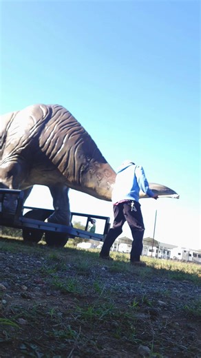 Michael prepping our girl for the Bastrop Christmas Parade this Saturday (weather permitting) | Dinosaur Park - Bastrop, Texas