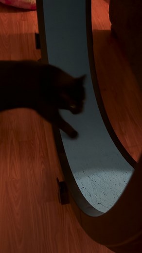 Any tips for dealing with a squeaky wheel? Mom and grandma took it apart and cleaned it, and did what they could, but it’s still squeaking. Mom ordered new bearings for the wheels, but if anyone has other suggestions, we’d love to hear them! @one_fast_cat - Felix P.S. Sorry for the noise, it’s not actually that loud in person, but the camera really picks up the heater. . . . #oscarxfelix #catmomlife #catlover #canadiancats #catsofcanada #catlife #catwheel #onefastcat | Oscar and Felix