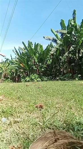 Big Jump: High Jumping Techniques for Quads