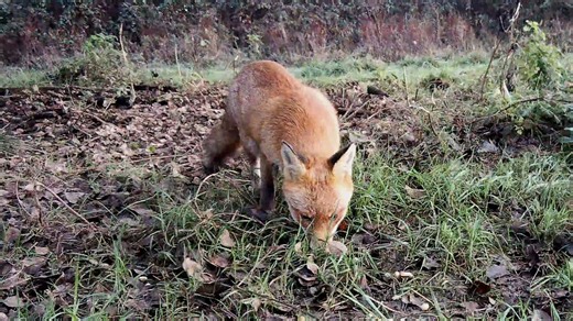 EYES THAT ARE ALWAYS OPEN — WILDEN MARSH DIARY: 637 — 27 OCTOBER 2025 Two or three trail cameras are nearly always out on the marsh, tucked away out of view, waiting for animals to show themselves while I’m elsewhere. They are my stand-ins, my sleepless watchers — eyes in the dark places, patient and unblinking, waiting to snap. My purpose is to get close — to see wild behaviour unguarded, to glimpse the marsh from low down to the ground, at their level. Yet that is never easy. However carefully