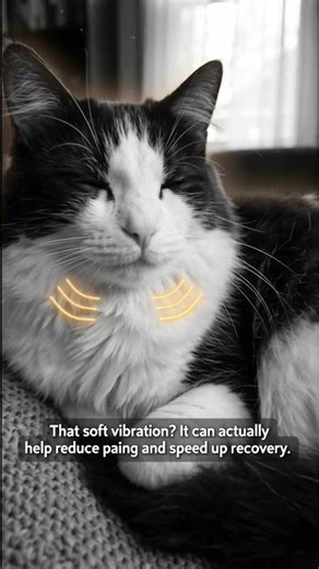 Is Your Cat Really Happy? The Hidden Meaning Behind Their Purr