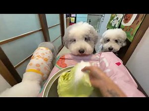 Sheepadoodle puppies enjoy Napa cabbage in Guangdong, China