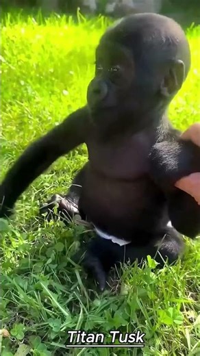 Cute animal transformation compilation ! 💀💀