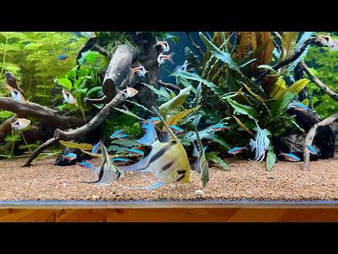 Angelfish Feeding – 1000L Planted Aquarium